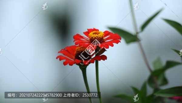百日菊