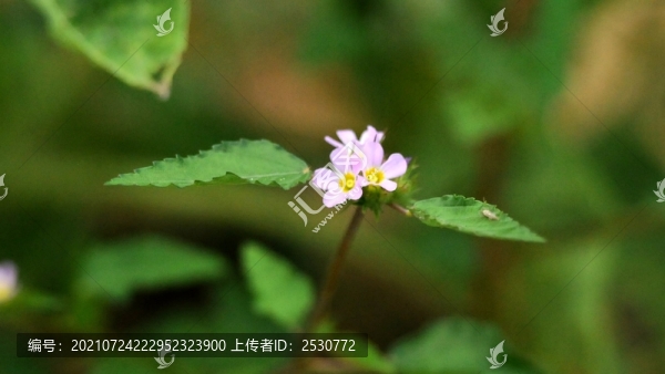 馬松子