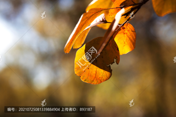 秋天枝頭的秋葉
