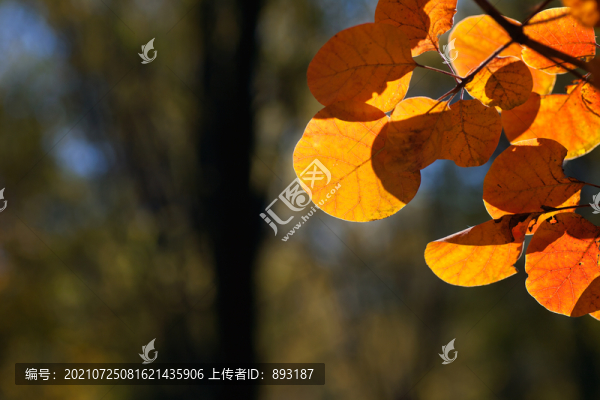 秋天枝頭的秋葉