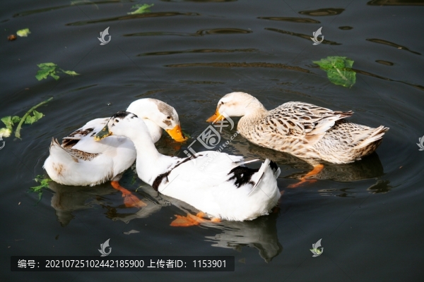 土鴨