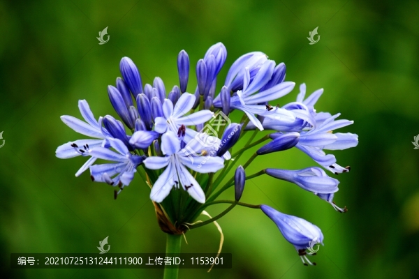 百子蓮