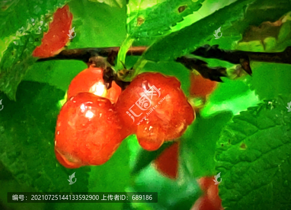 櫻桃熟了