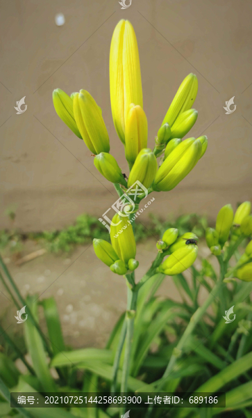 黃花蕾