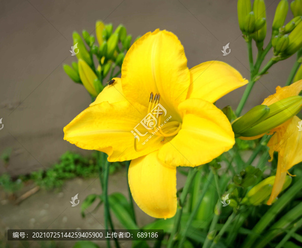 黃花菜