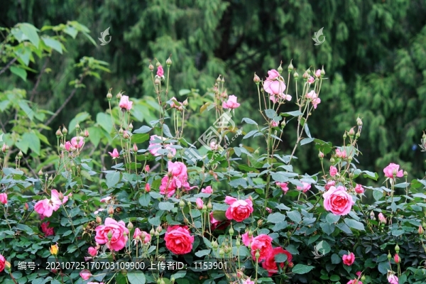 月季花