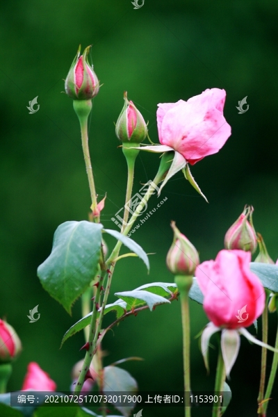 月季花