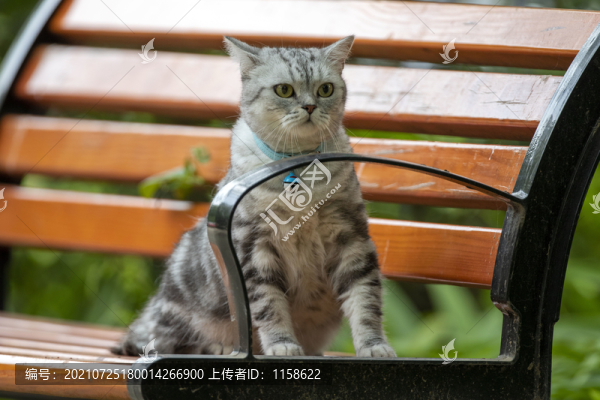 寵物貓美短