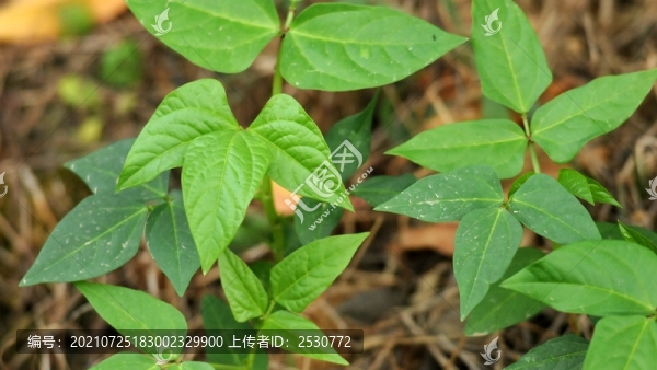 豇豆