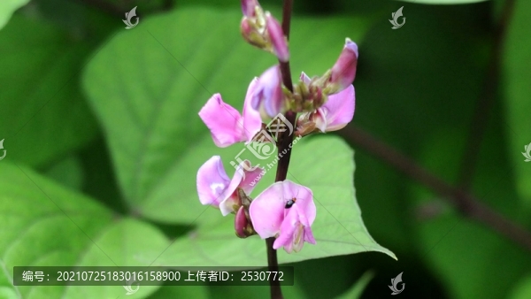 扁豆花