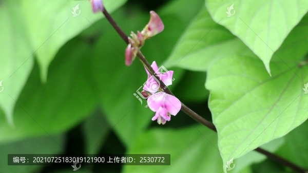 扁豆花