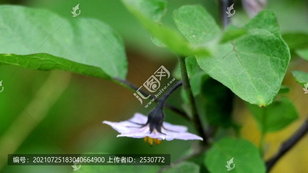 茄子