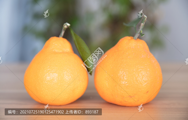 兩個新鮮的丑桔