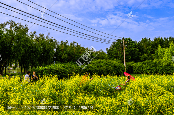 中國長春市長春公園盛開的油菜花