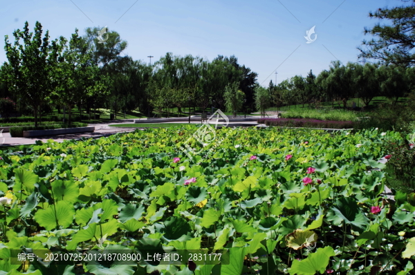北京望和公園北園荷花