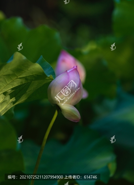 盛夏荷花最銷魂