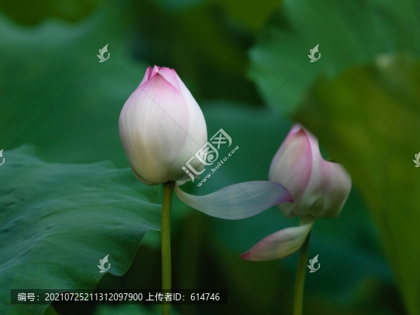 盛夏荷花