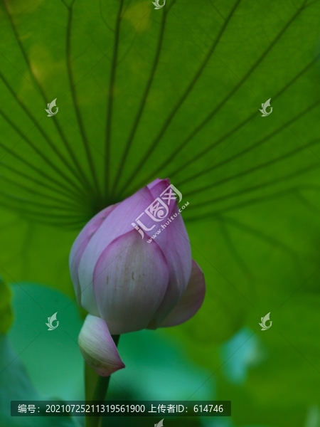盛夏荷花