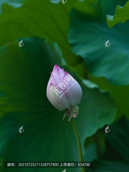 盛夏荷花
