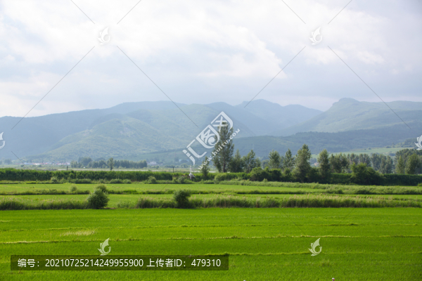 水稻田