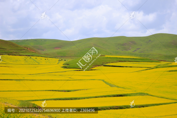甘南夏季風(fēng)光