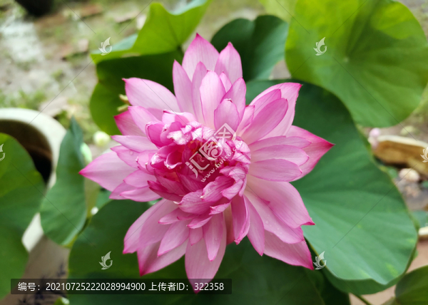 碗蓮綻放