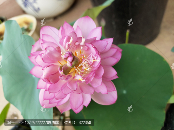 微蓮