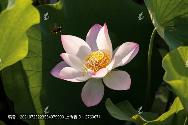 盛開(kāi)的荷花