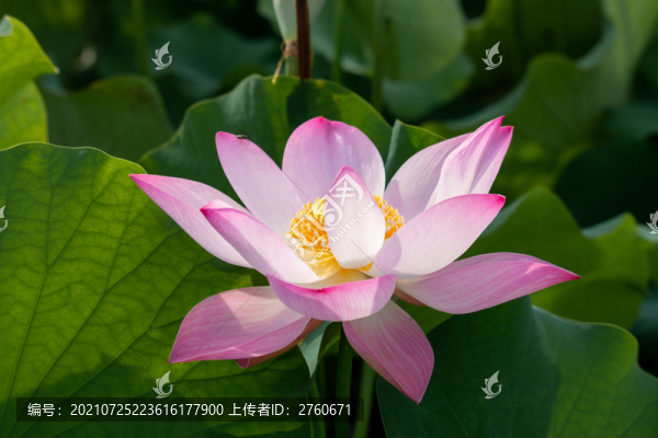 盛開(kāi)的荷花