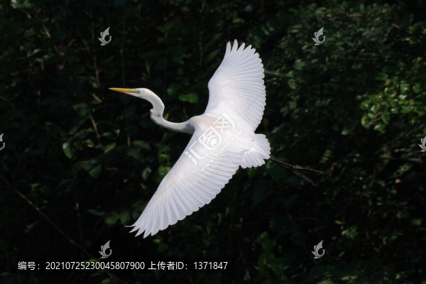 白鷺