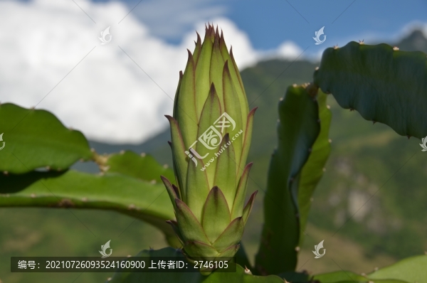 有機(jī)火龍果基地