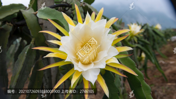有機火龍果花