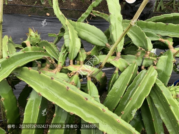 火龍果種植基地