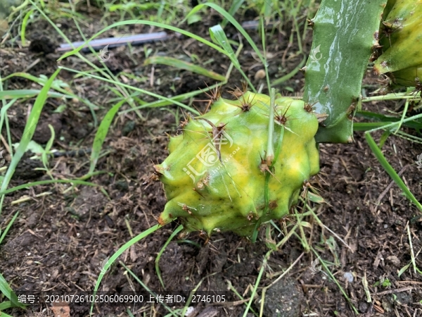 火龍果種植基地