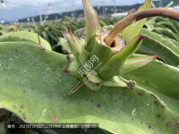 火龍果種植基地