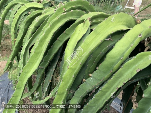 火龍果種植基地