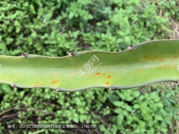火龍果種植基地