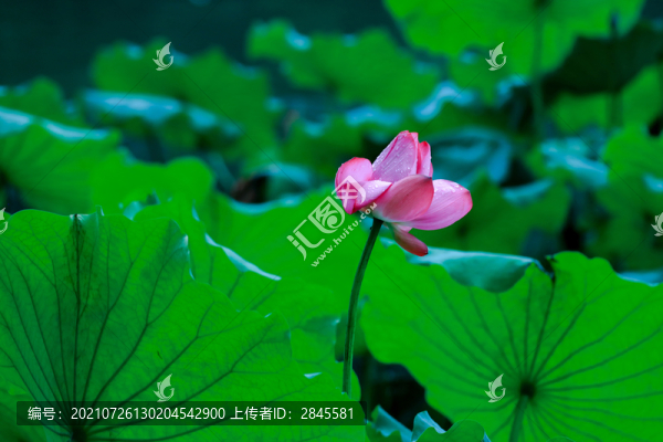 西湖荷花季