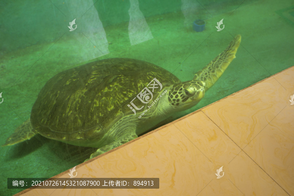 海龜