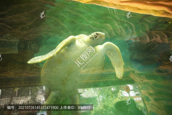 海龜