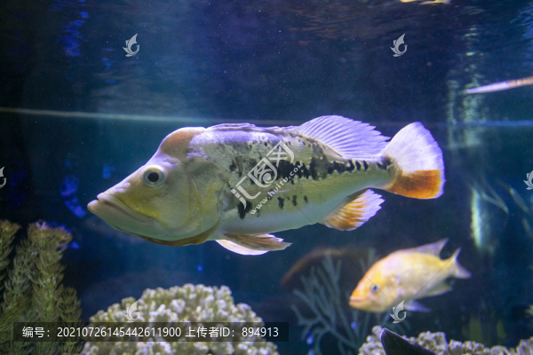 海洋動物