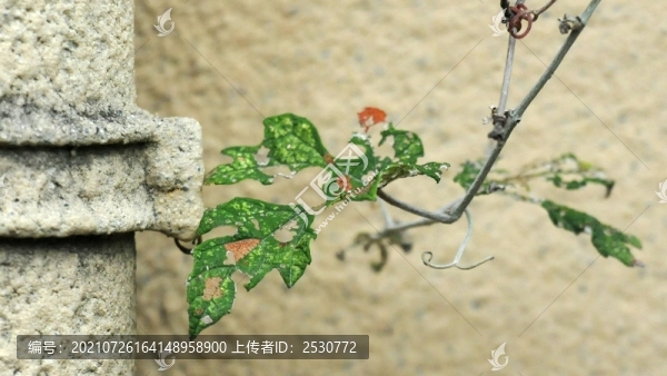 墻角的綠植