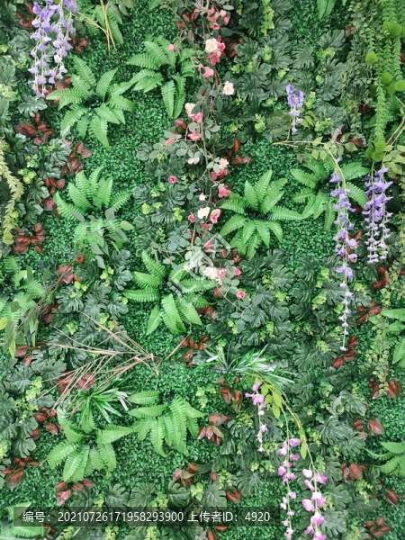 植物墻
