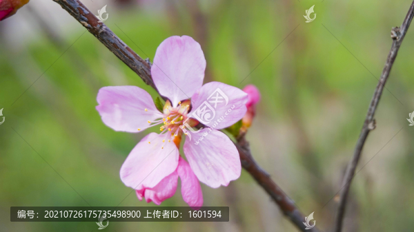 桃花