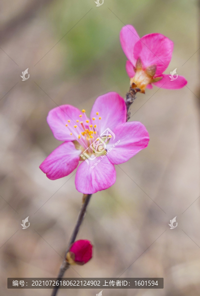桃花