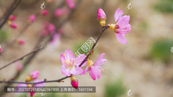 桃花