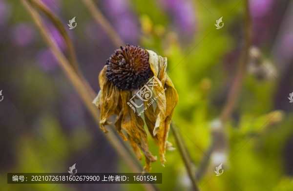 花苞