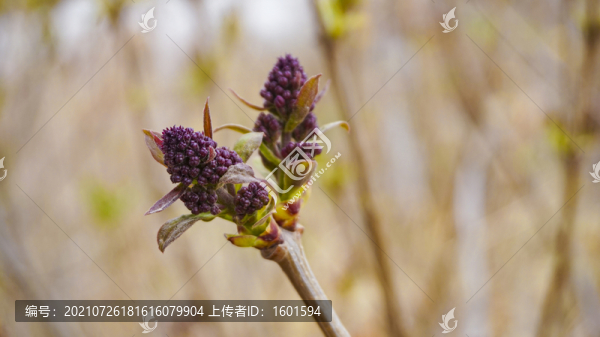花苞
