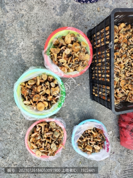 賣(mài)樅菌