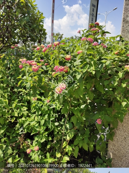 繁星花